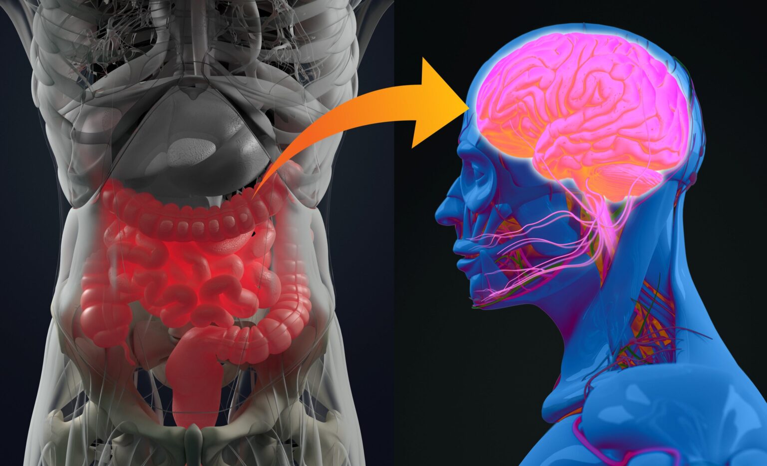Eine neue Studie zeigt, dass Immunzellen aus dem Darm entlang der Gehirn/Darmachse in einem Mausmodell der Alzheimer -Krankheit entlang der Hirn-/Darmachse reisen. Wenn Sie die Mäuse füttern Eine hochfaser-Diät reduziert die alzheimer-bedingte Gebrechlichkeit, einschließlich Tremor und bietet ein neues Ziel für Therapeutika. Eine neue Studie zeigt, dass Immunzellen aus dem Darm entlang der Gehirn/Darmachse in einem Mausmodell der Alzheimer -Krankheit entlang der Hirn-/Darmachse reisen. Wenn Sie die Mäuse füttern Eine hochfaser-Diät reduziert die alzheimer-bedingte Gebrechlichkeit, einschließlich Tremor und bietet ein neues Ziel für Therapeutika.
