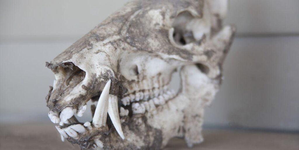 Archäologen entdeckten den Schädel eines Bären, der einst in römischen Gladiatorenkämpfen eingesetzt wurde. Der Bär erlitt einen Bruch an seinem Frontalknochen, und es gab Markierungen an den Zähnen, weil es an den Stäben eines Käfigs kaute. Archäologen entdeckten den Schädel eines Bären, der einst in römischen Gladiatorenkämpfen eingesetzt wurde. Der Bär erlitt einen Bruch an seinem Frontalknochen, und es gab Markierungen an den Zähnen, weil es an den Stäben eines Käfigs kaute.