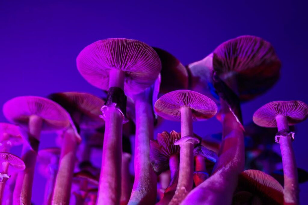 Die Forscher testeten 12 „Magic Pilz“ essbare Produkte, die in Portland, Ore, verkauft wurden, und fanden keine Spur von Psilocybin, der halluzinogenen Verbindung, die magische Pilze ihren Namen verleiht. Die Forschung wurde am Donnerstag in Jama Network Open veröffentlicht. Die Forscher testeten 12 „Magic Pilz“ essbare Produkte, die in Portland, Ore, verkauft wurden, und fanden keine Spur von Psilocybin, der halluzinogenen Verbindung, die magische Pilze ihren Namen verleiht. Die Forschung wurde am Donnerstag in Jama Network Open veröffentlicht.