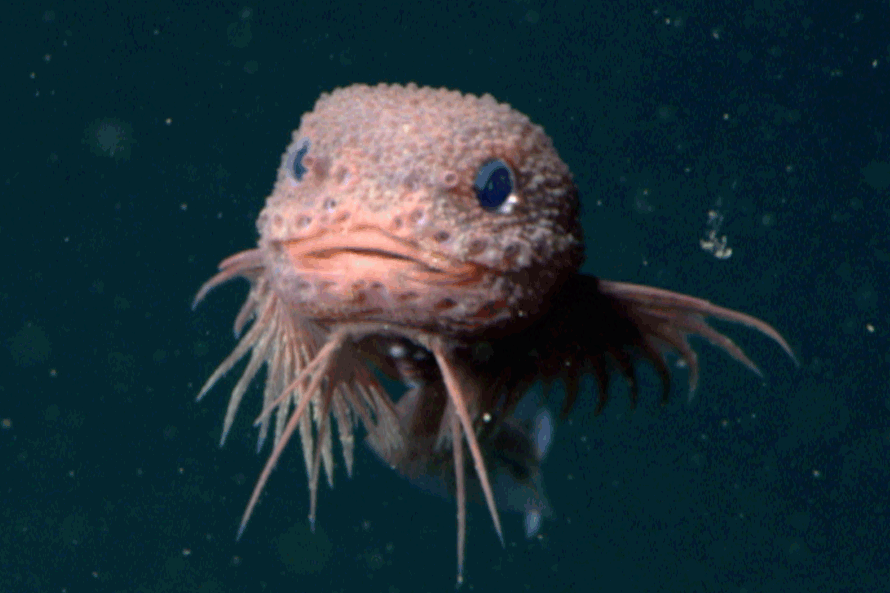 Treffen Sie den holprigen Schneckenfisch, eine von 3 neuen Tiefsee-Arten, die entdeckt wurden