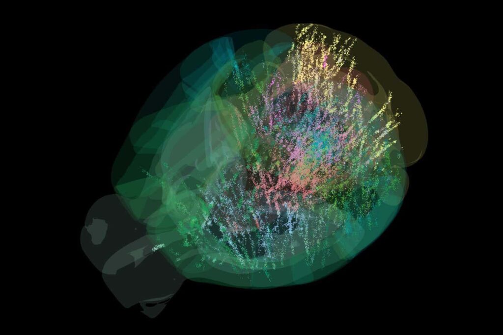 Wissenschaftler haben die Aktivität abgebildet, die im gesamten Gehirn einer Maus stattfindet, wenn sie entscheidet, wie eine Aufgabe erledigt werden kann – und möglicherweise Intuition in Aktion gezeigt hat Wissenschaftler haben die Aktivität abgebildet, die im gesamten Gehirn einer Maus stattfindet, wenn sie entscheidet, wie eine Aufgabe erledigt werden kann - und möglicherweise Intuition in Aktion gezeigt hat