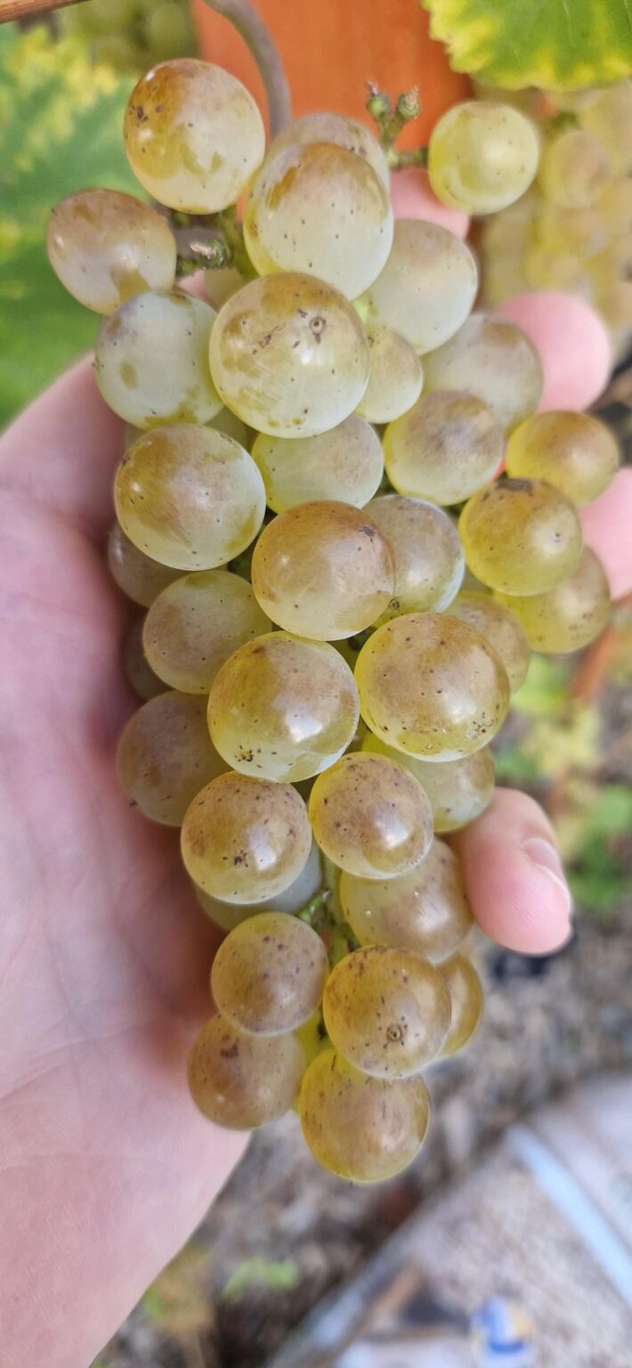 Weinrebe pilzbefall?