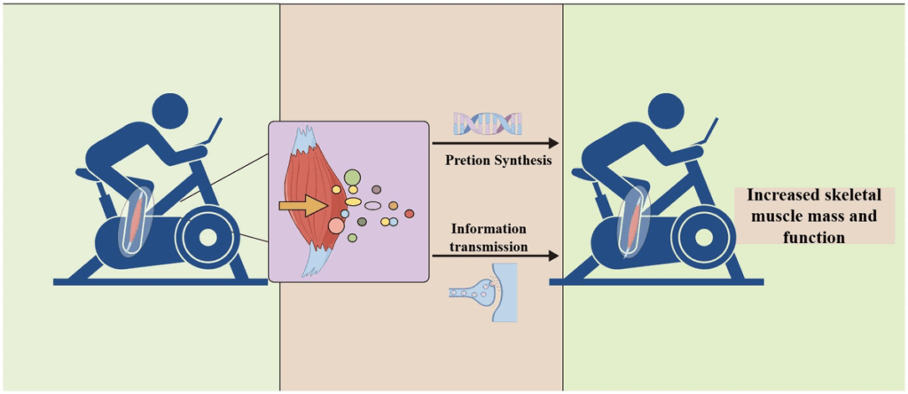 Grenzen | Ausübung und Myokine bei alternder Sarkopenie
