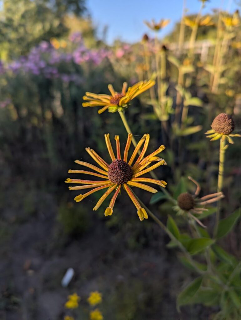 Kleiner Einblick ins Staudenbeet unseres Kleingartens