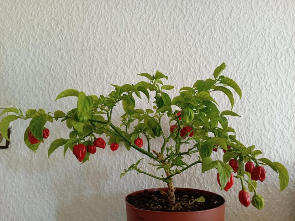 Meine Habanero wird bald 3!!! Meine Habanero wird bald 3!!!