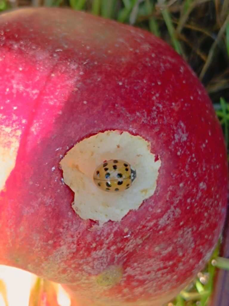 Ein Apfeldieb