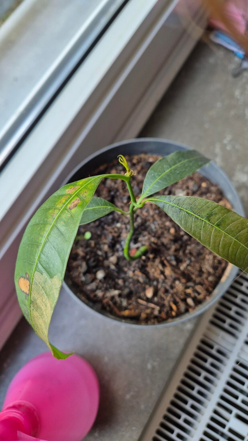 MangoblÀtter gehen kaputt MangoblÀtter gehen kaputt