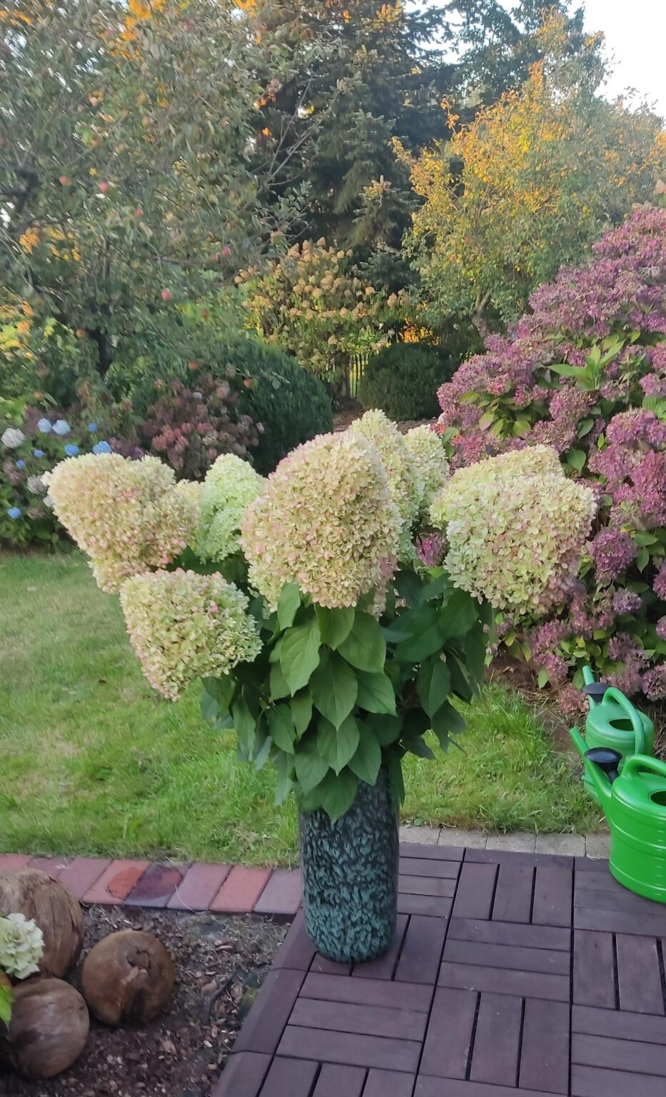 Unsere Bauernhortensien