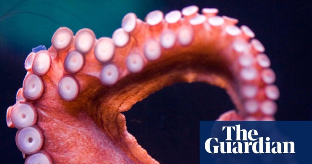 Tintenfische bevorzugen es, verschiedene Arme für verschiedene Aufgaben zu verwenden. Wissenschaftler finden | Meeresleben