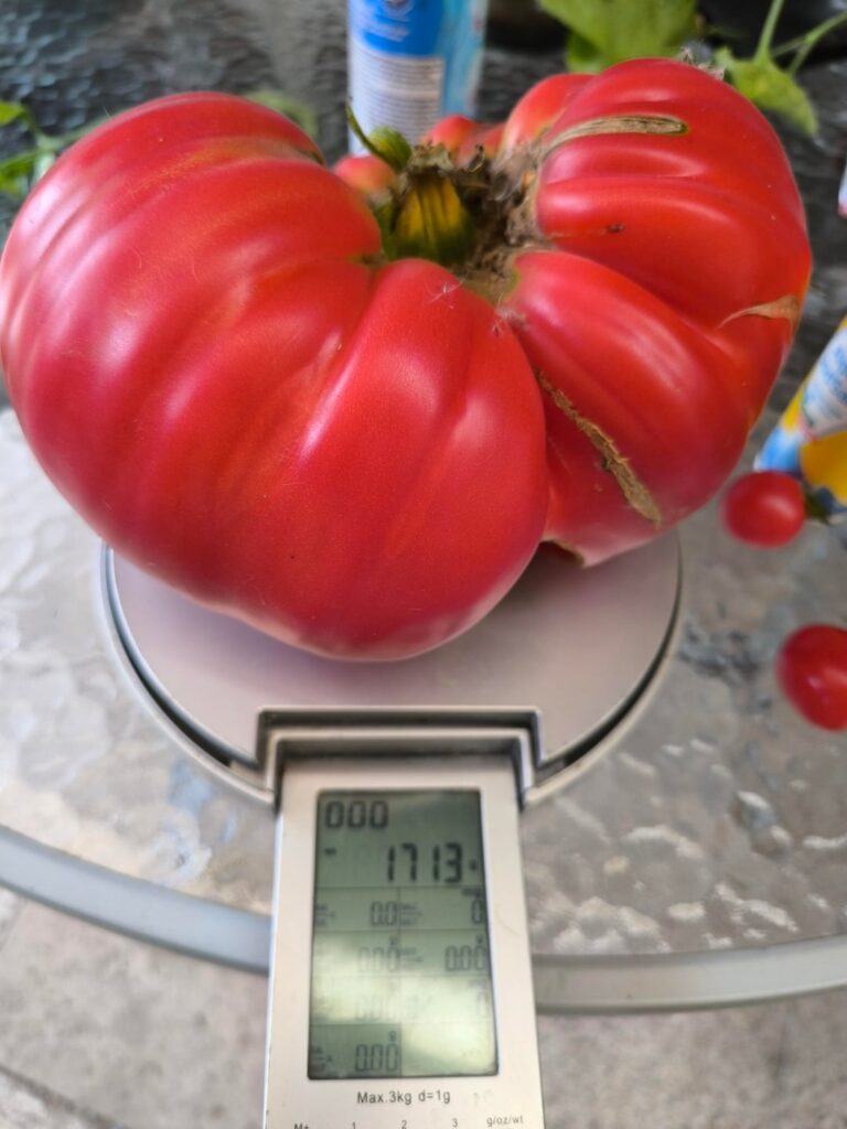 Das war meine Ernte dieses Jahr, daraus mache ich leckere Tomatensauce 😄👍