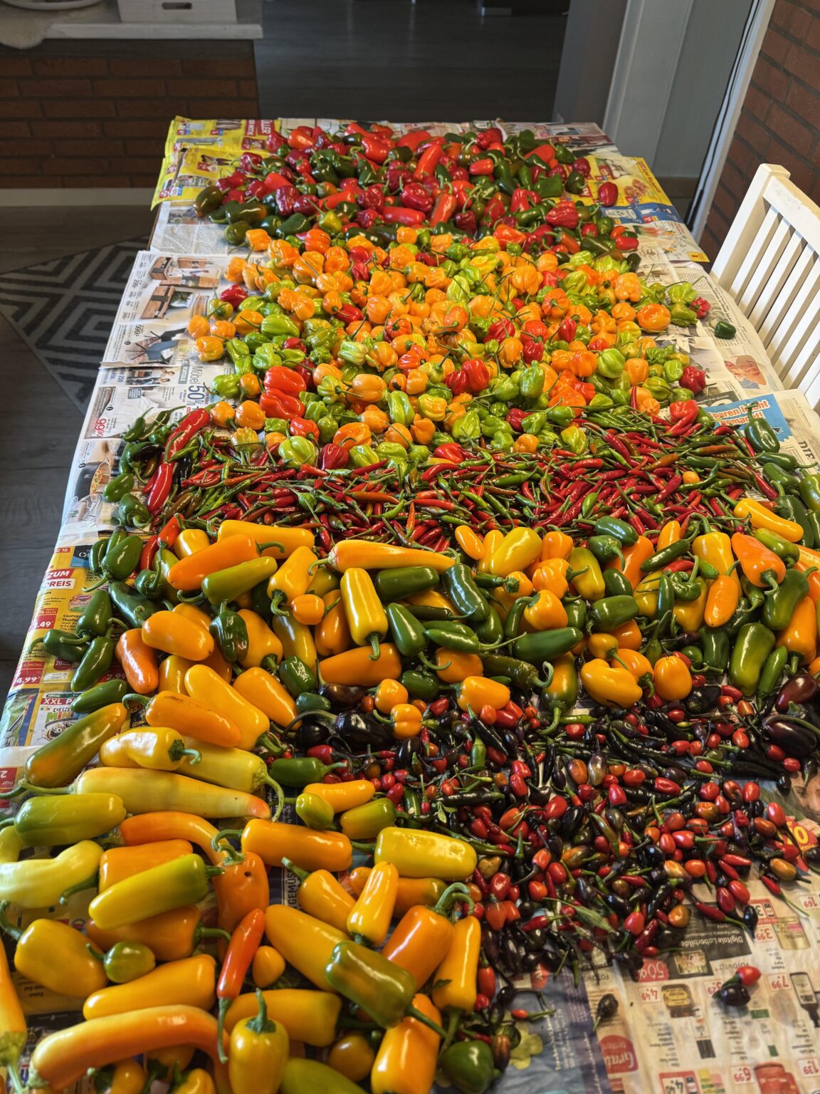 Chilli/Jalapeno/Habanero Ernte