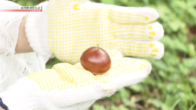 Die Chestnut -Saison kommt im Agricuturalpark im Westen Japans an