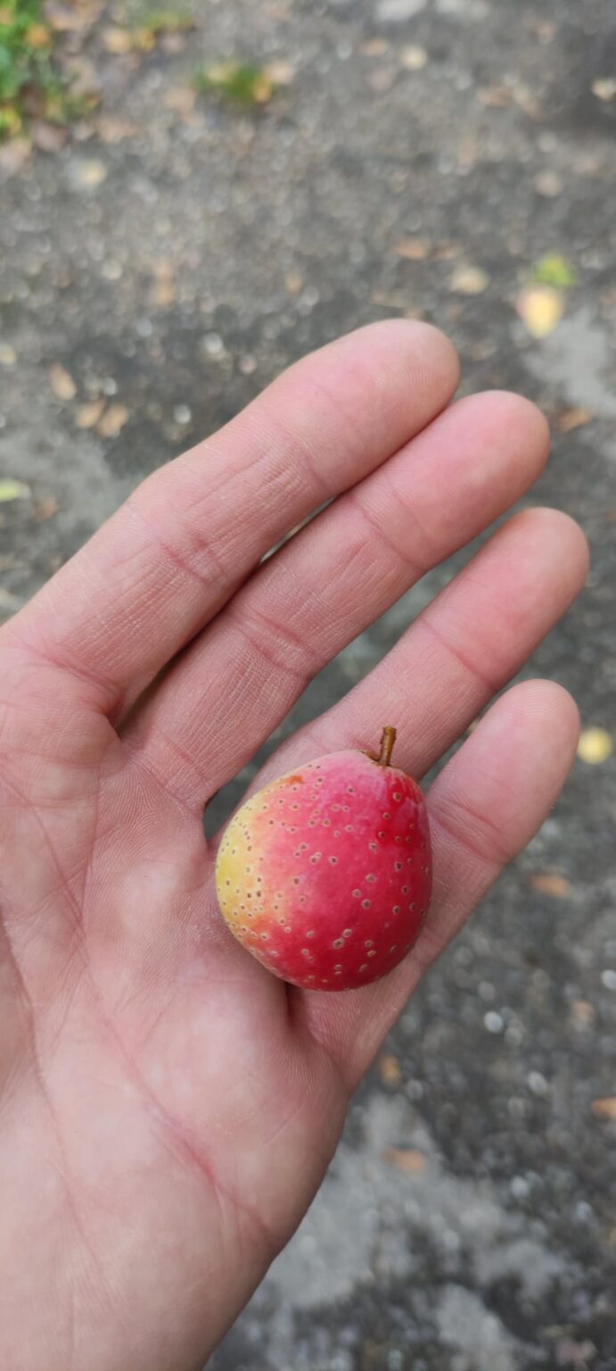Essbare Frucht ?