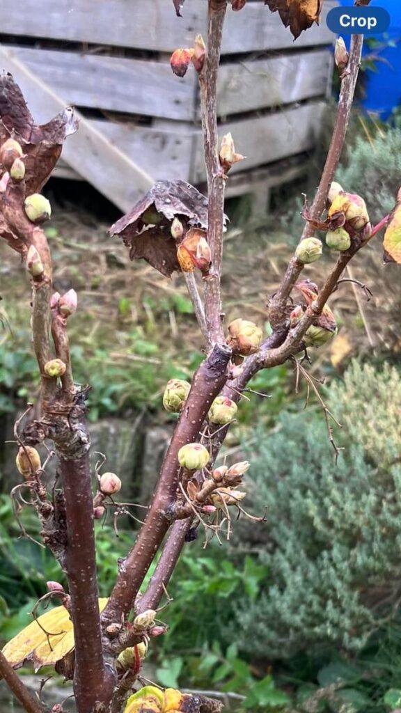 Schwarze Johannisbeeren