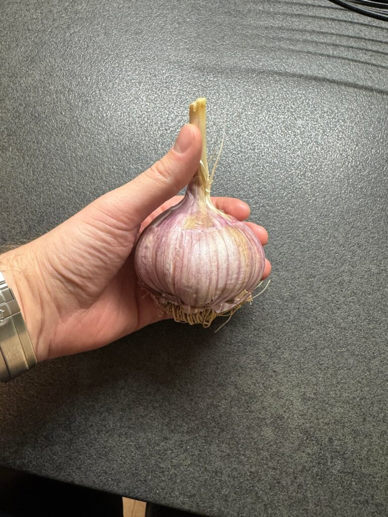 Knoblauch