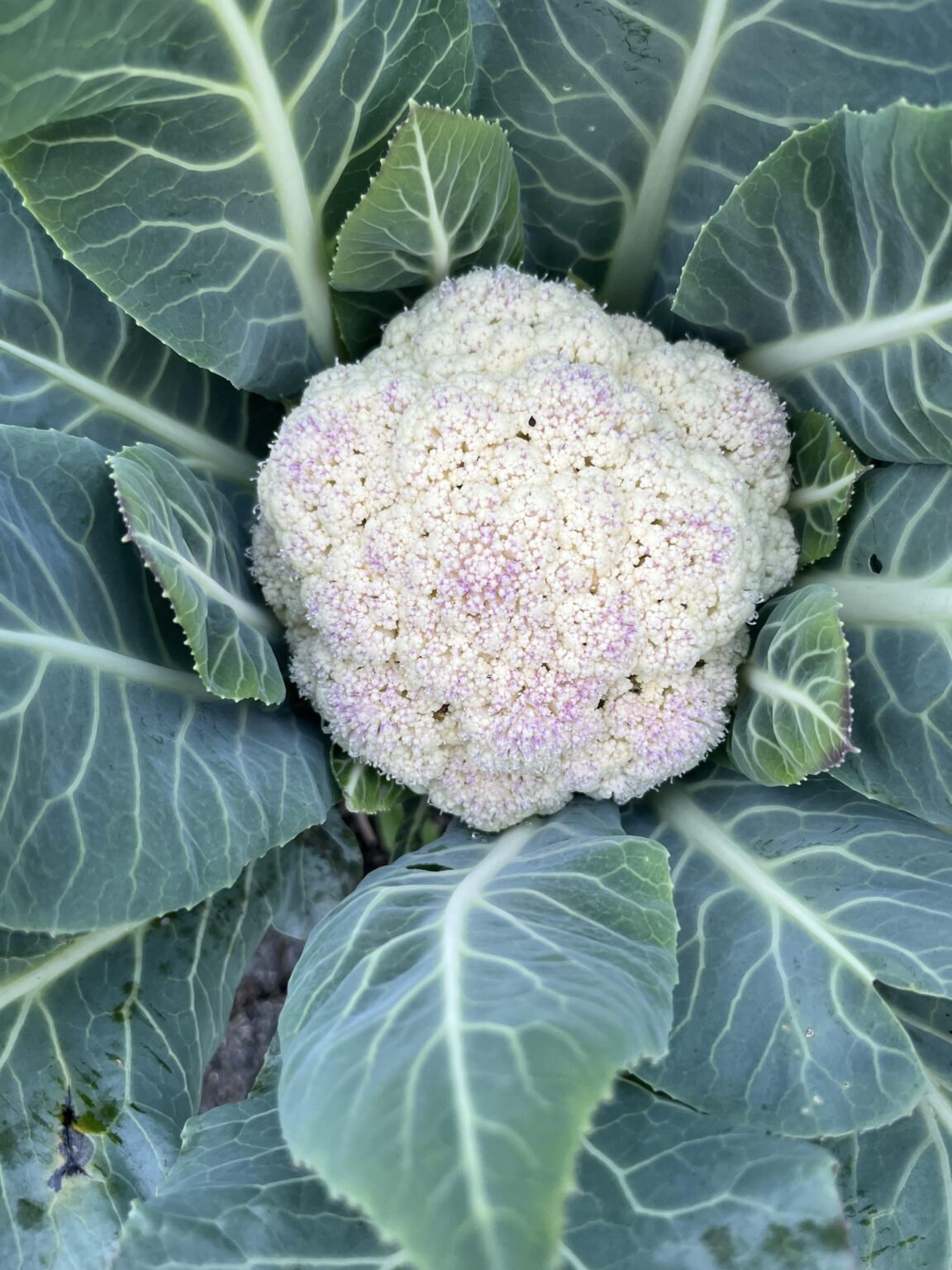 Was hat mein Blumenkohl ?