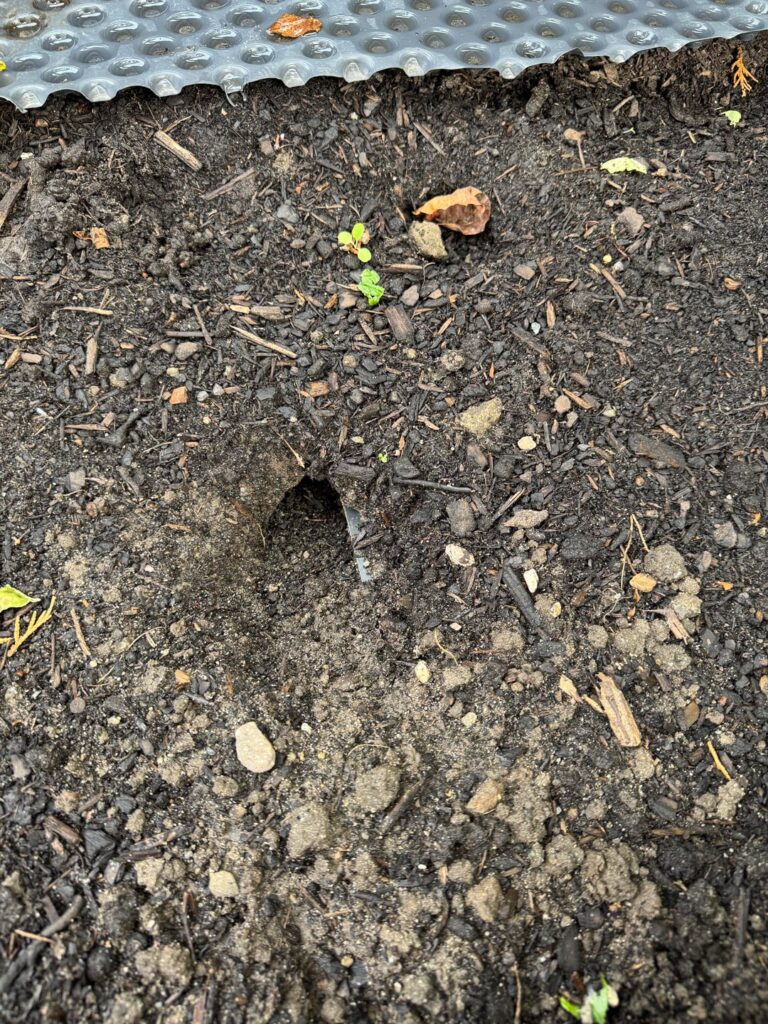Maus (?) in Hochbeet