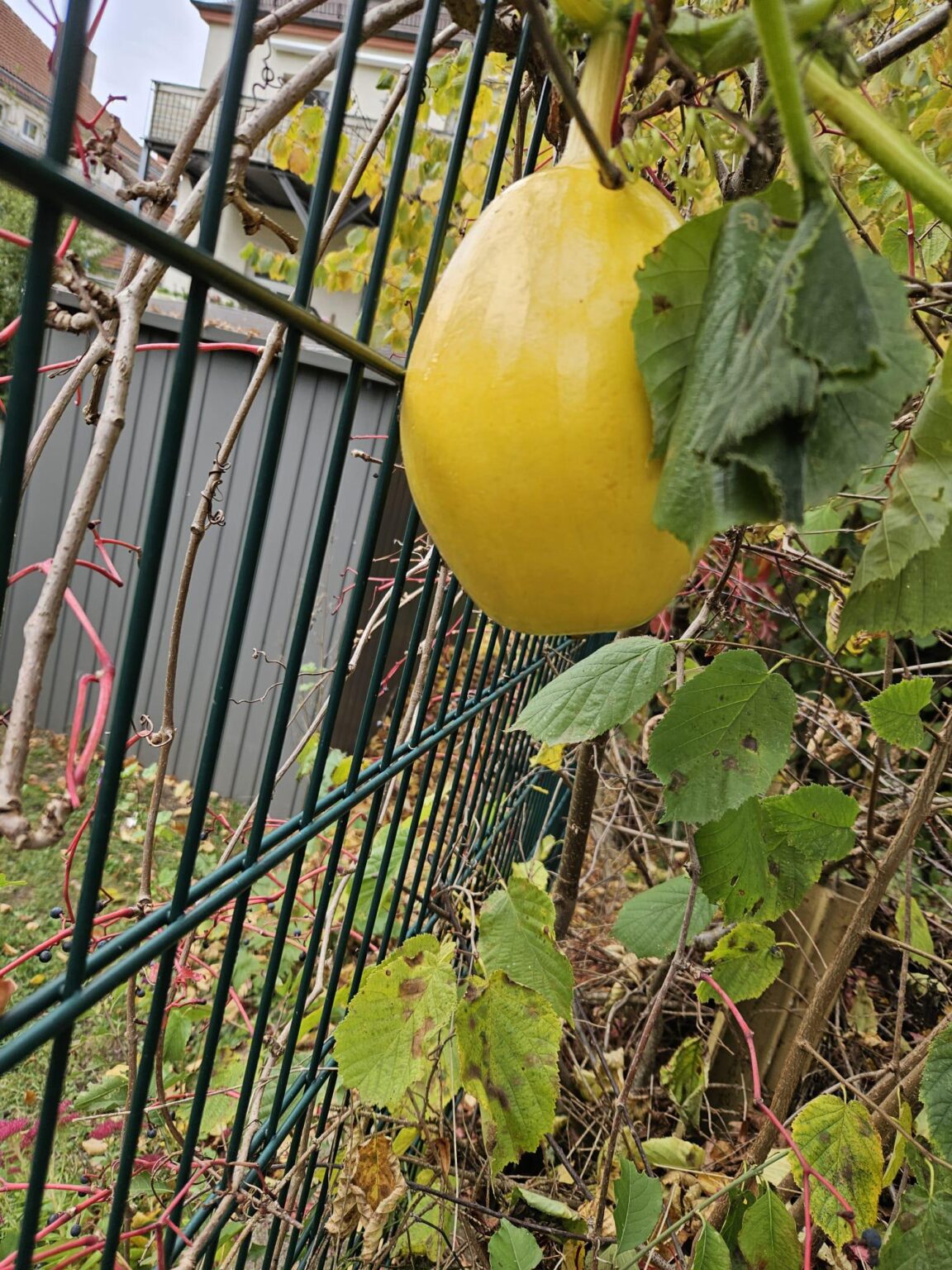 Ist das ein Kürbis?