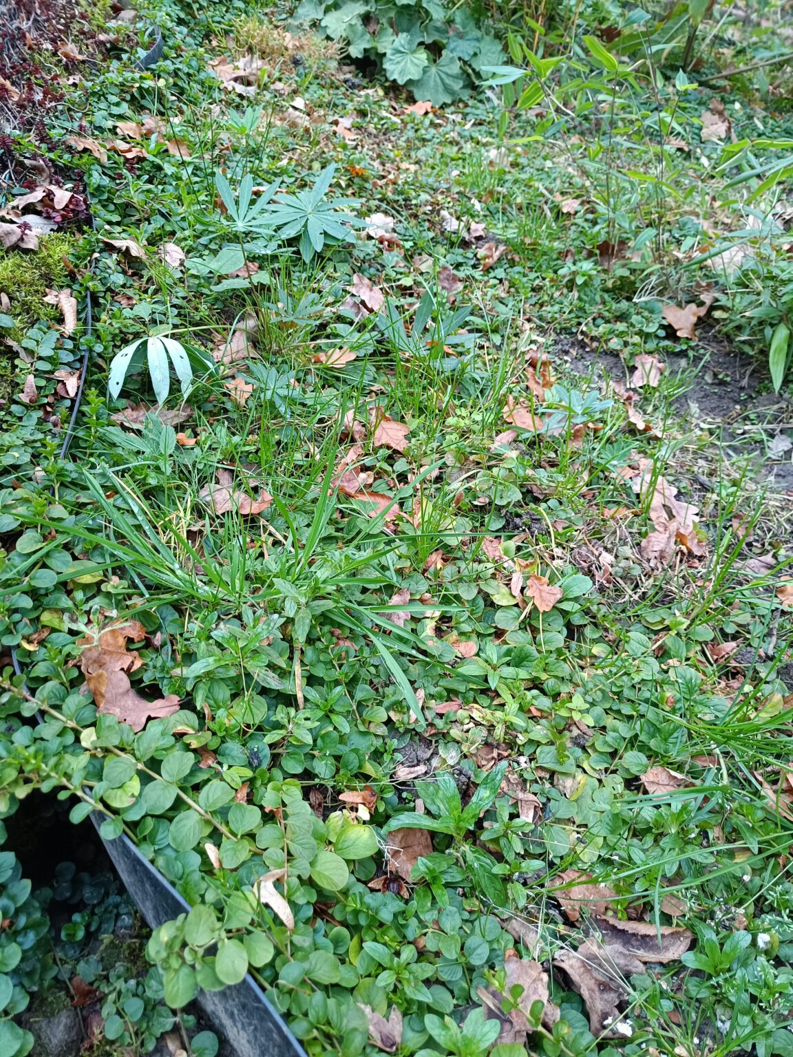 Pfennigkraut als Bodendecker: Gras unterdrückt das nicht wirklich, oder? Pfennigkraut als Bodendecker: Gras unterdrückt das nicht wirklich, oder?
