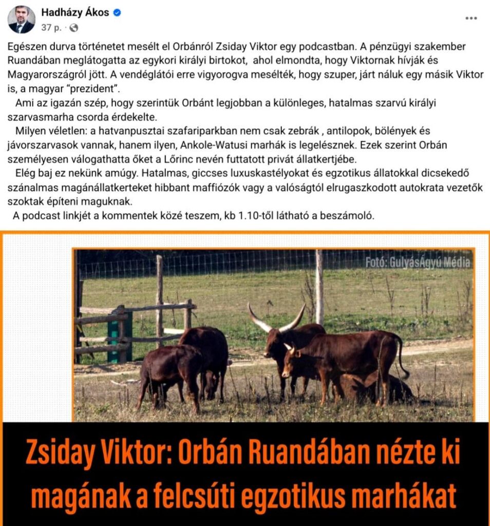 Hadházy bemerkte auch, dass Viktor Zsiday Orbán zu Fall brachte: Der „Präsident“ konnte sich das Ankole-Watus-Rind in Ruanda selbst ansehen