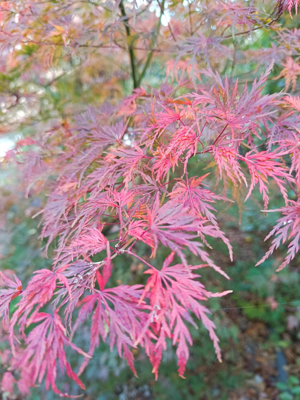 Es ist Herbst