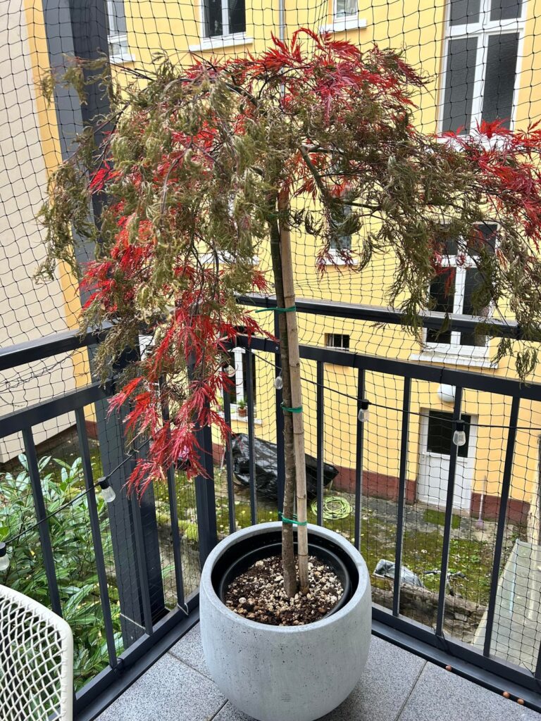 Wie rette ich diesen japanischen Ahorn? Wie rette ich diesen japanischen Ahorn?