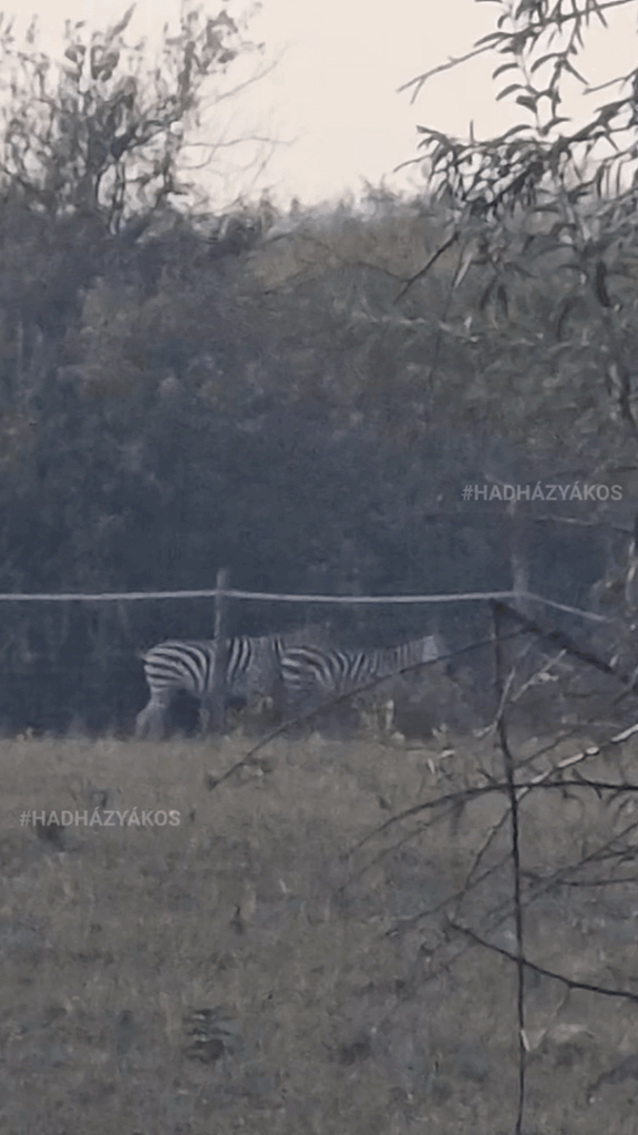 Es gibt keine Zebras!