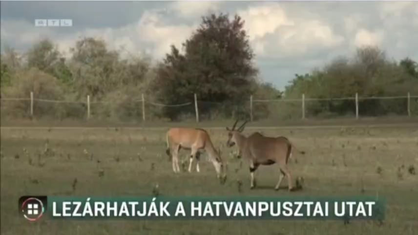 Sie schließen die Dirt Road, die zum Safari Park neben der Orbán -Burg führt, aber Hadházy sagt, dass sie die Tiere nicht vollständig verstecken können