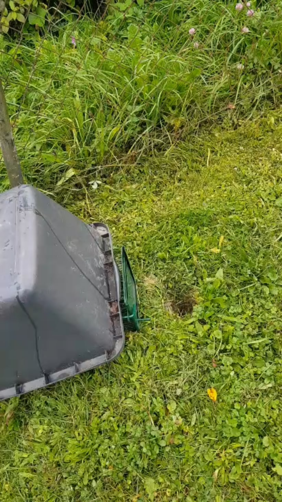 Rote Ratte im Garten gefangen Rote Ratte im Garten gefangen