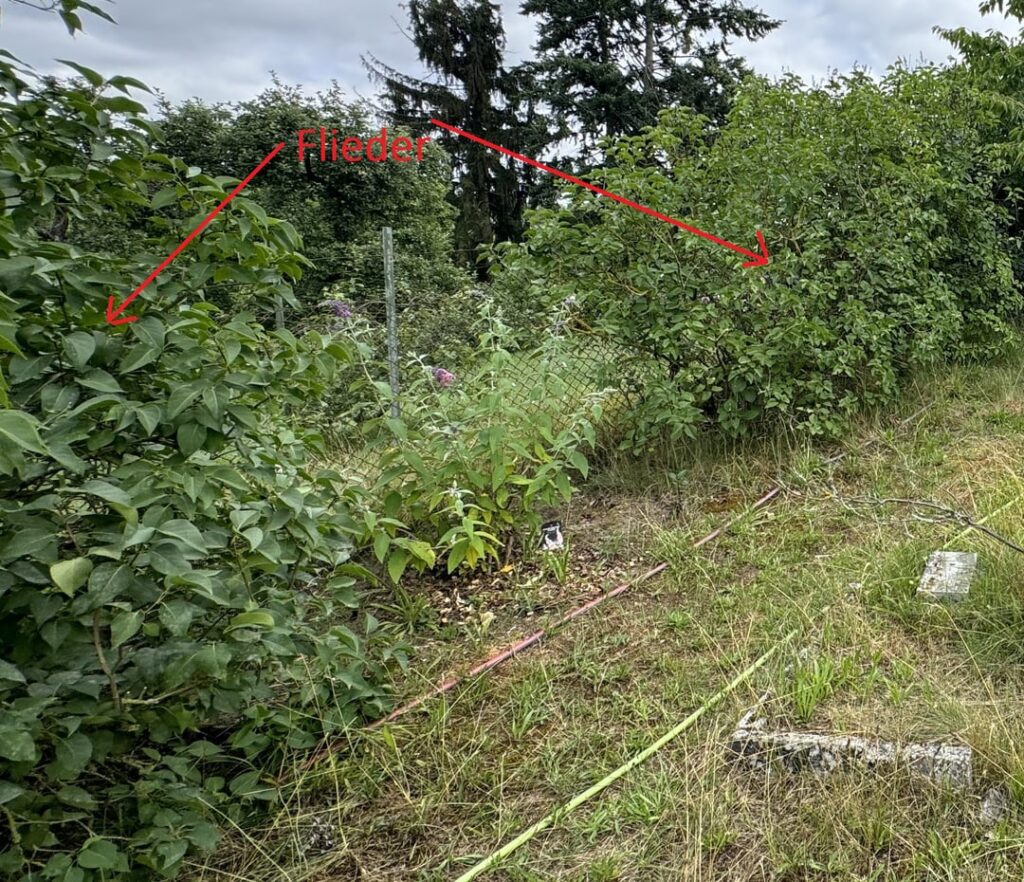 Was als Sichtschutz in 1,8m breite Lücke zwischen 2 große Flieder pflanzen? Was als Sichtschutz in 1,8m breite Lücke zwischen 2 große Flieder pflanzen?