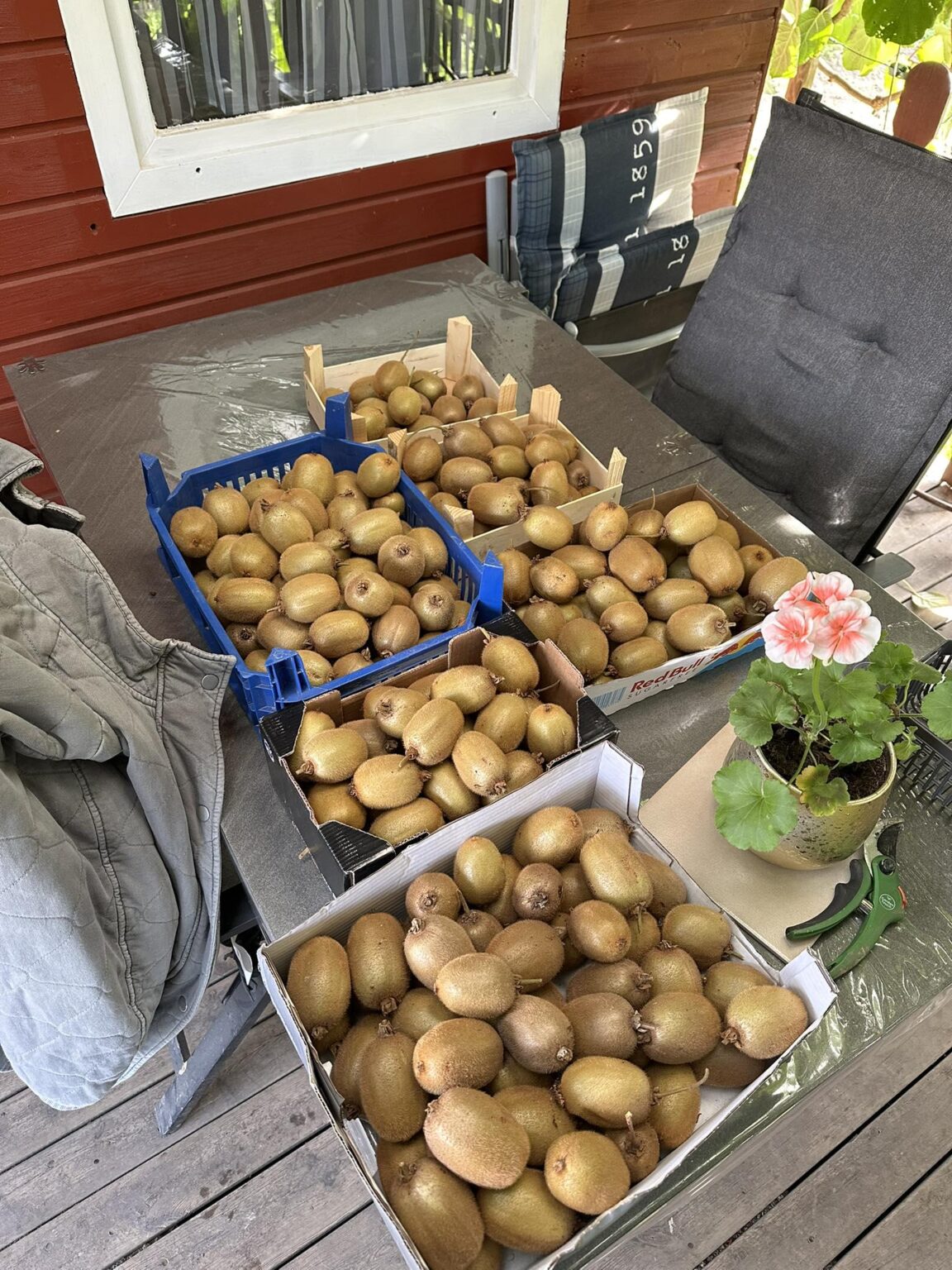 Heute habe ich meine Kiwi geerntet. Wie lagert ihr eure Kiwis ?