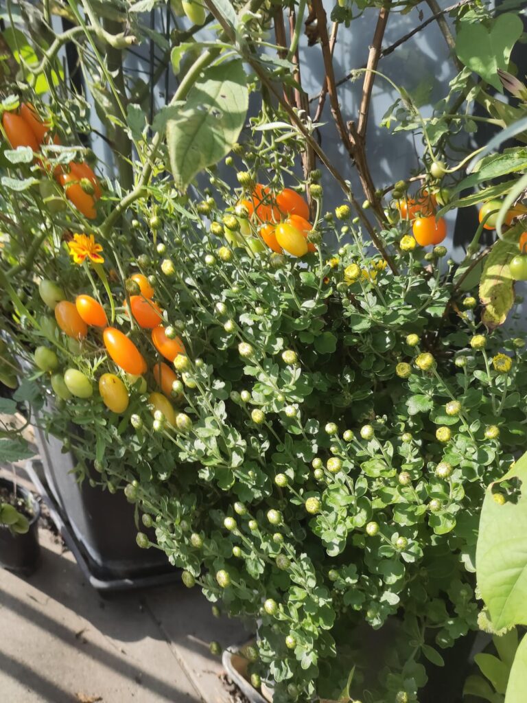 Ein Garten so weise angelegt, dass er vom Merz bis zum Oktober blüht