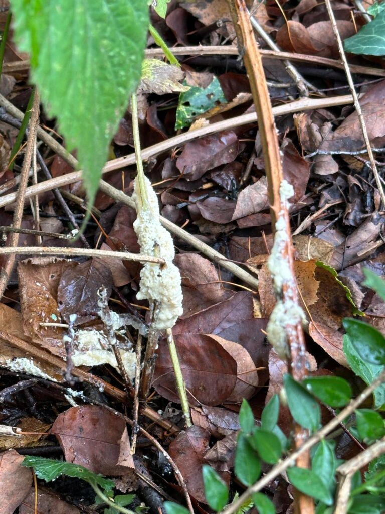 Was könnte das sein?