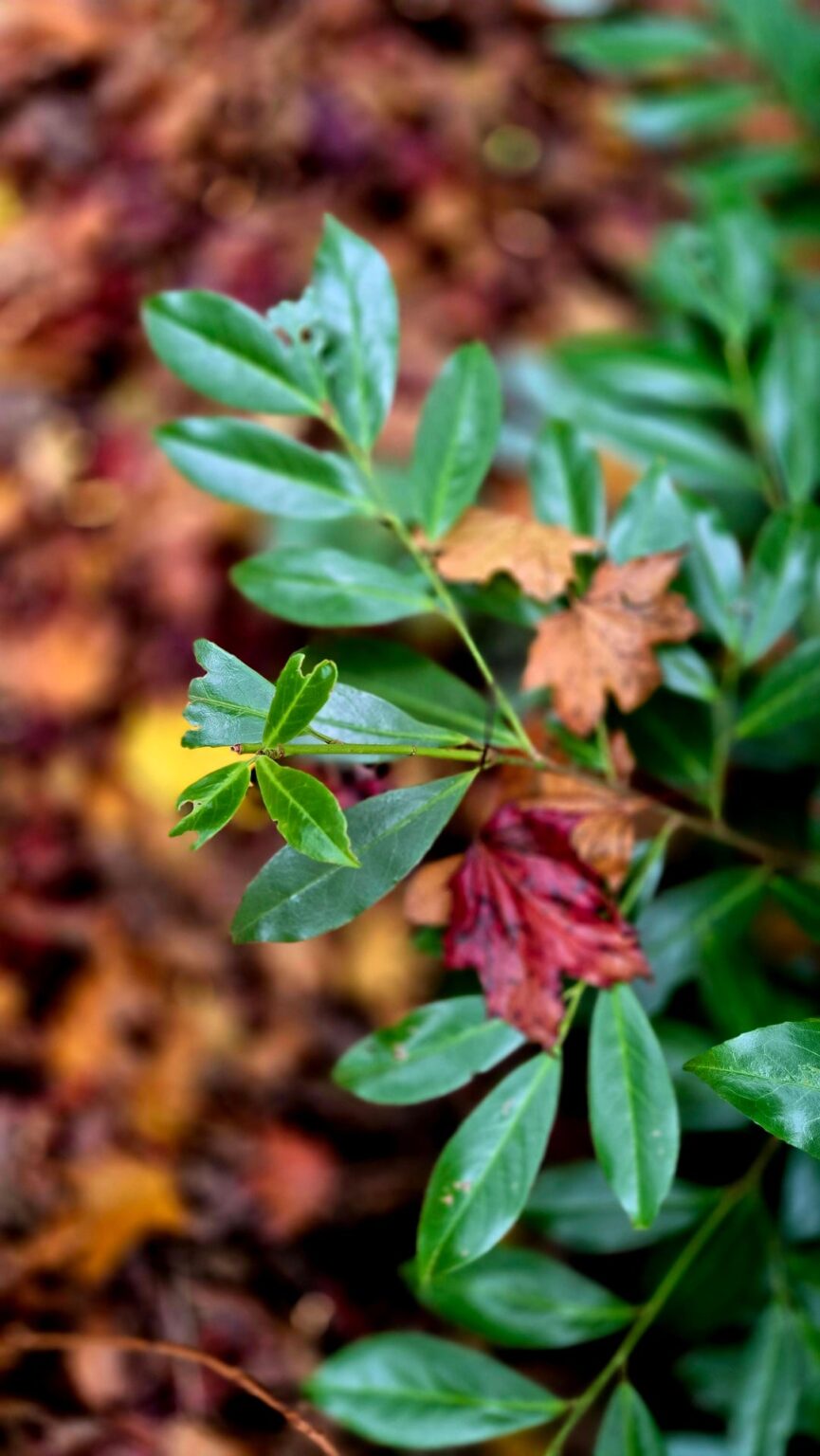 Der Herbst ist da 🍁