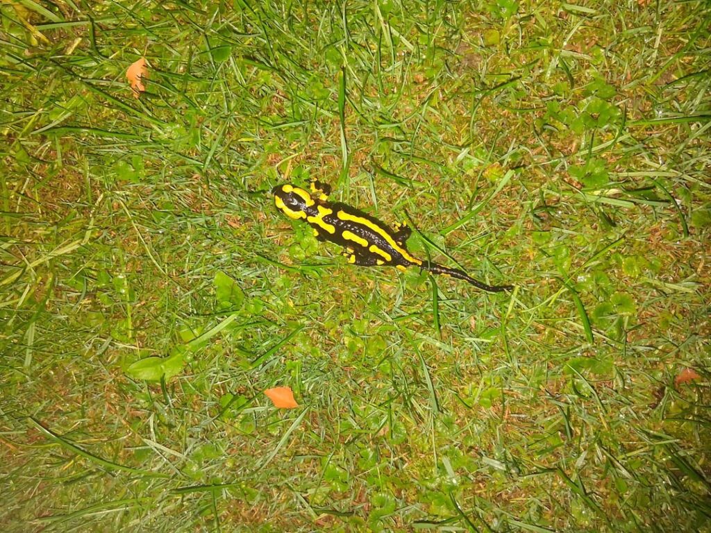 Mein Mann hat eben noch zwei von den Kameraden bei uns im Garten fotografieren können. Das sind definitiv nicht dieselben wie beim letzten Mal. Es gibt also mindestens 4 unterschiedliche Feuersalamander bei uns im Garten. Ich freu mich so, dass die sich so wohlfühlen. 2015 hab ich das alte Häuschen