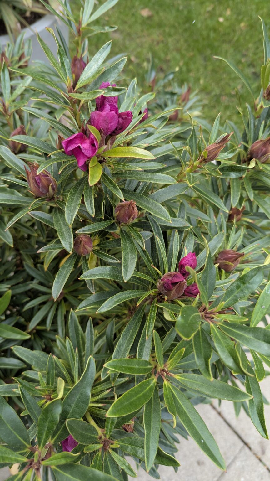 Wieso blüht mein Rhododendron jetzt erst?