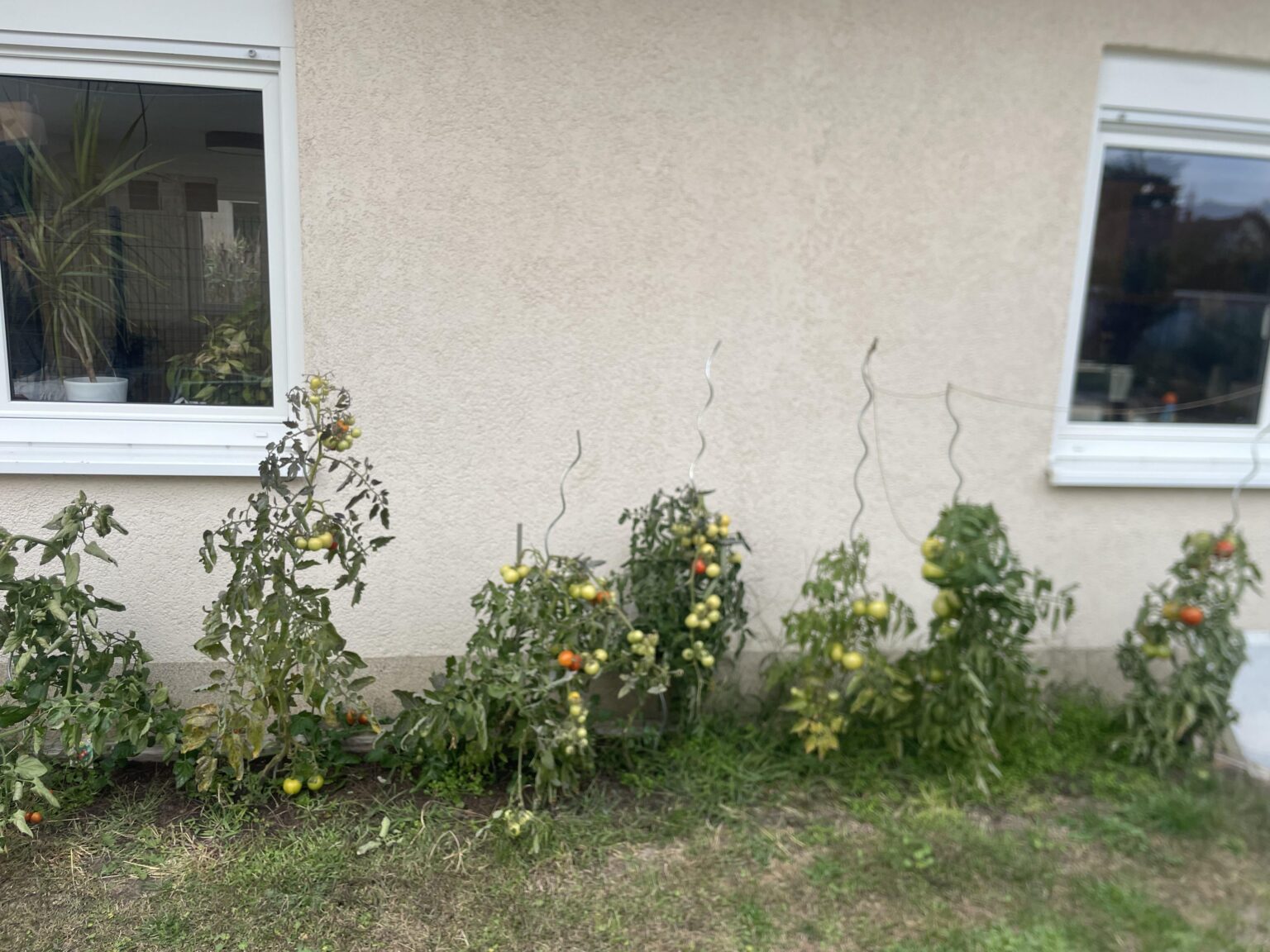Tomaten reinholen Tomaten reinholen