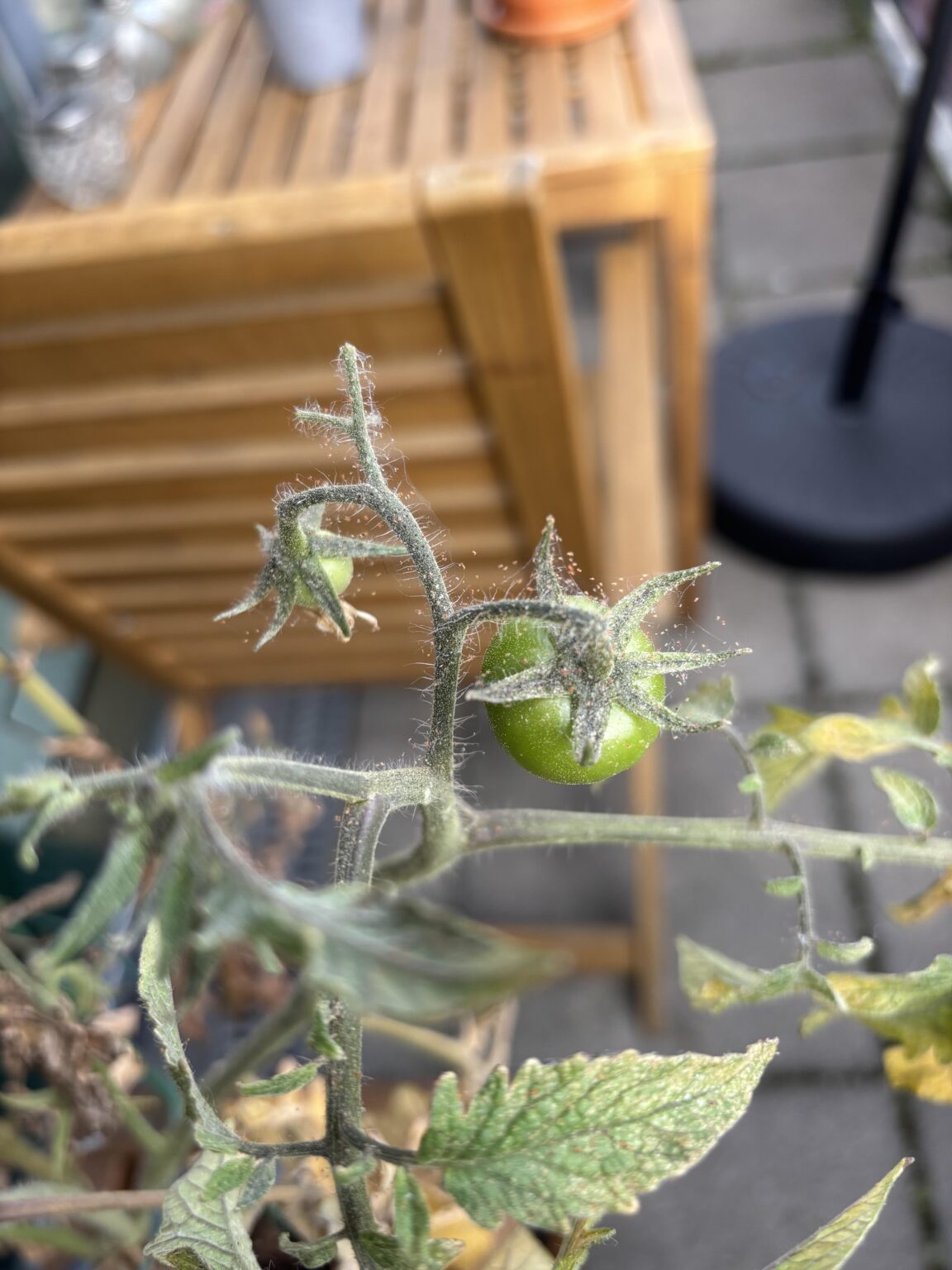 Was hat meine Tomatenpflanze?