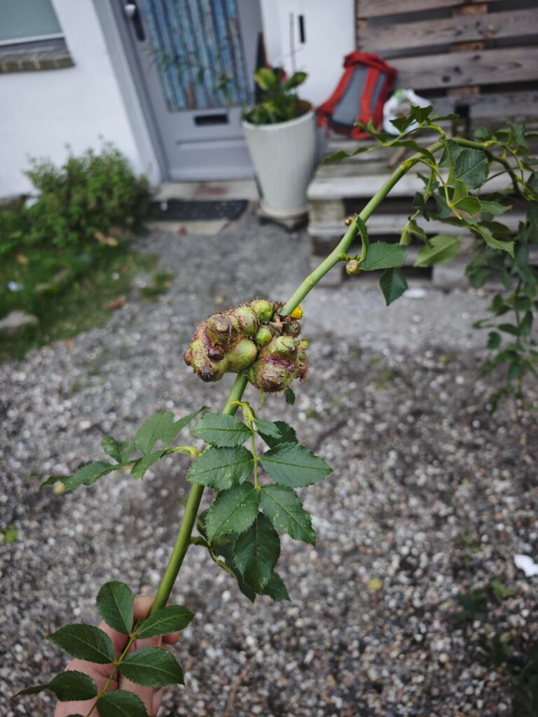 Was ist das da an meiner Hagebutte?