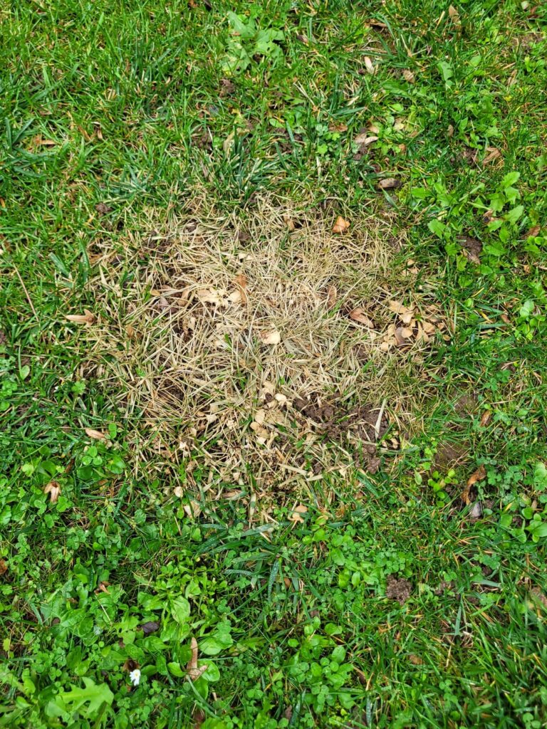 „Verdorrte“ Stelle im Rasen, wieso? "Verdorrte" Stelle im Rasen, wieso?