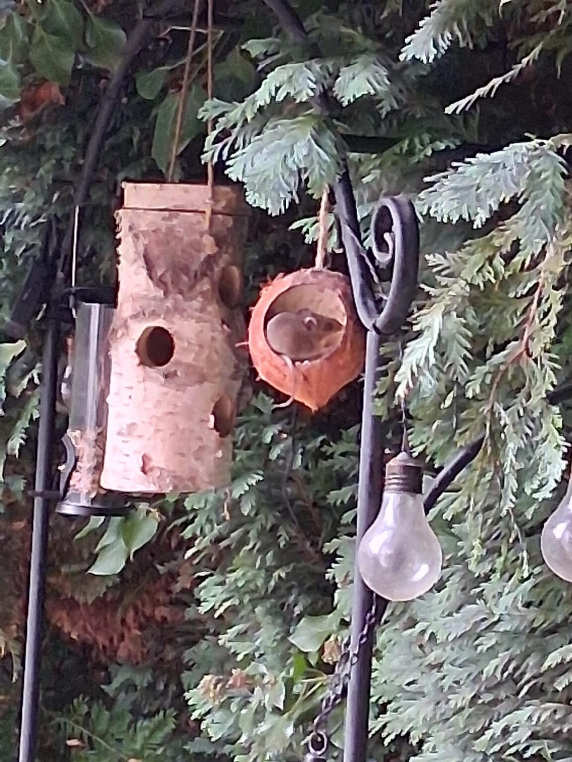Was ist das für ein Vogel?