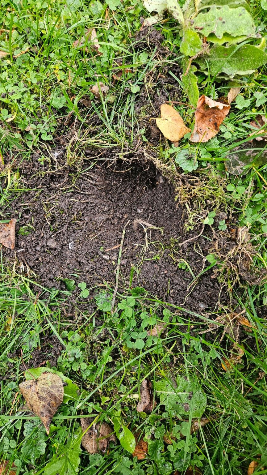 Welches Tier macht diese Löcher?