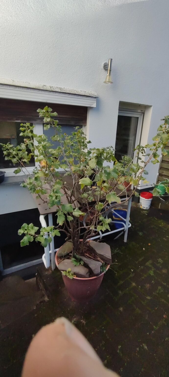 Schwarze Johannisbeere Schwarze Johannisbeere