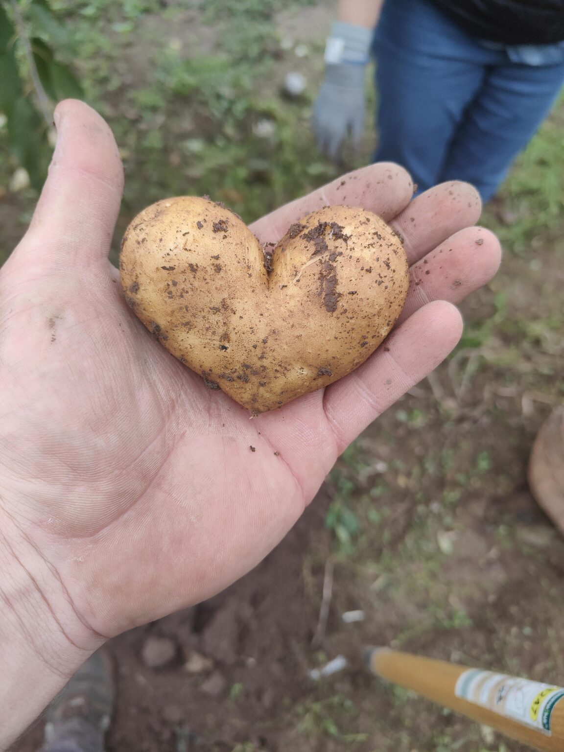 So die letzten Kartoffeln sind draußen