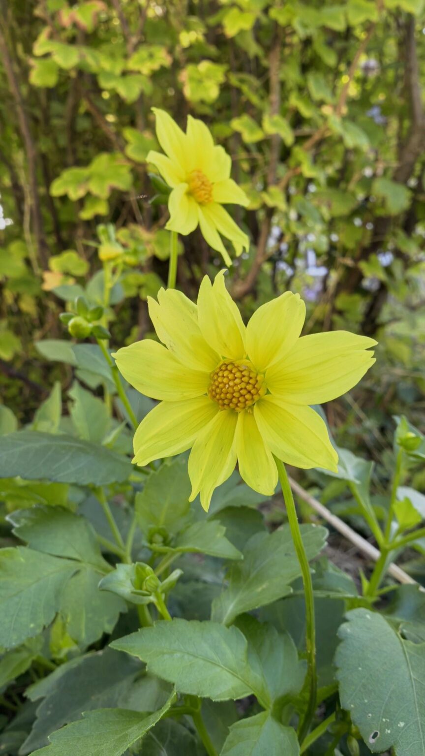 Scharlachdahlie