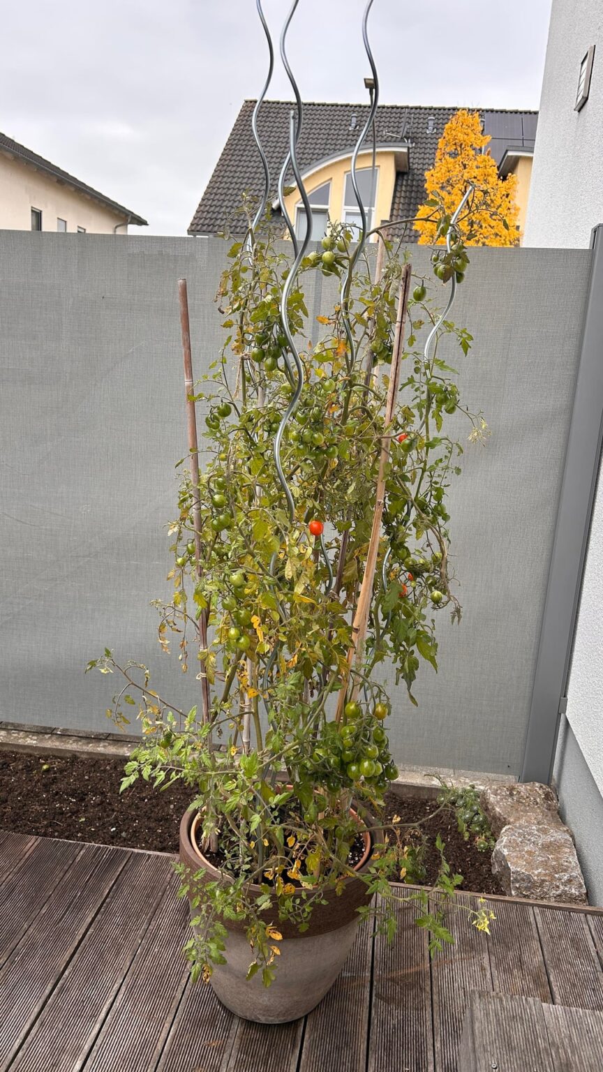 Reifen die Tomaten noch?