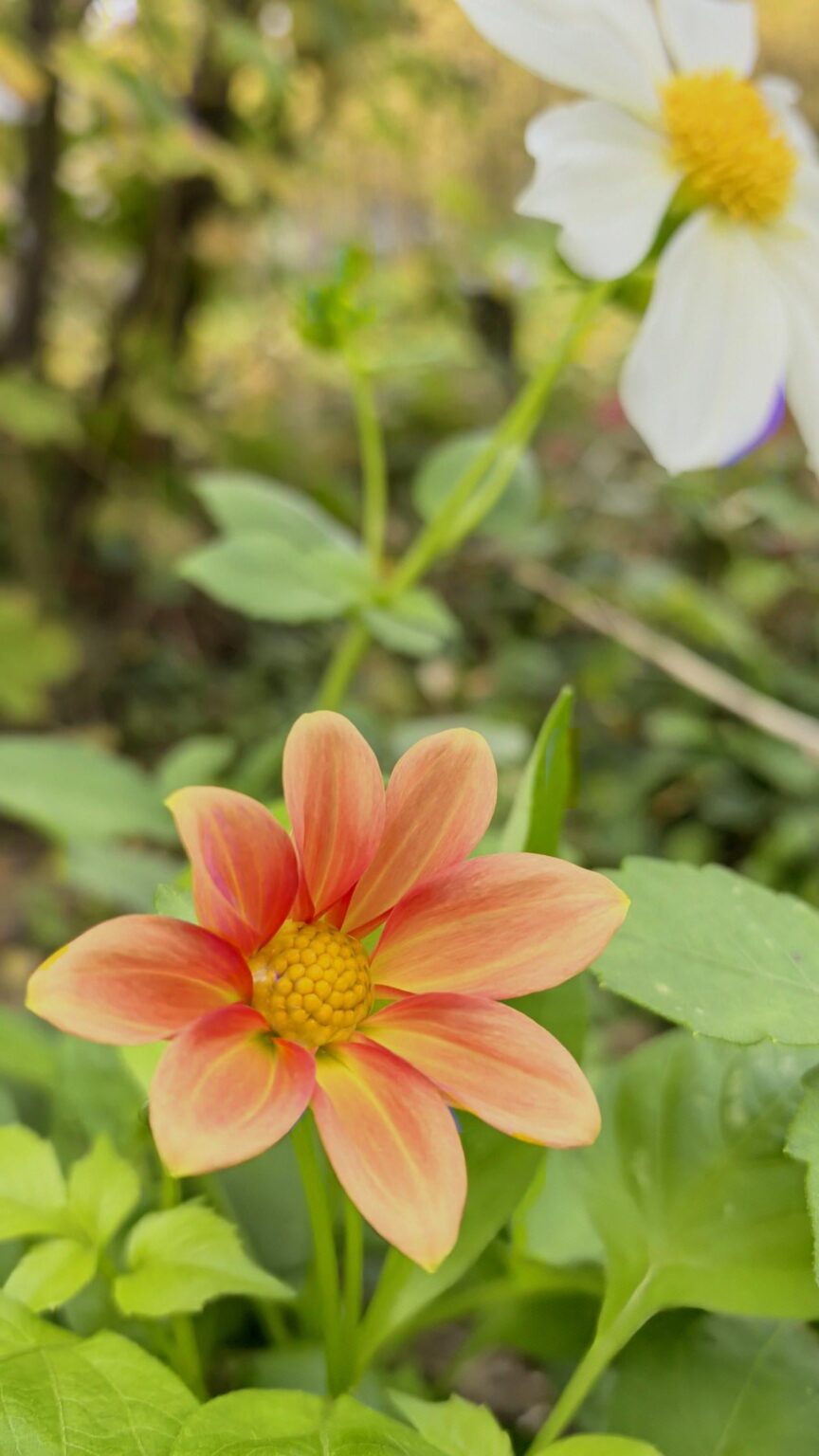 Dahlia Topmix Apricot