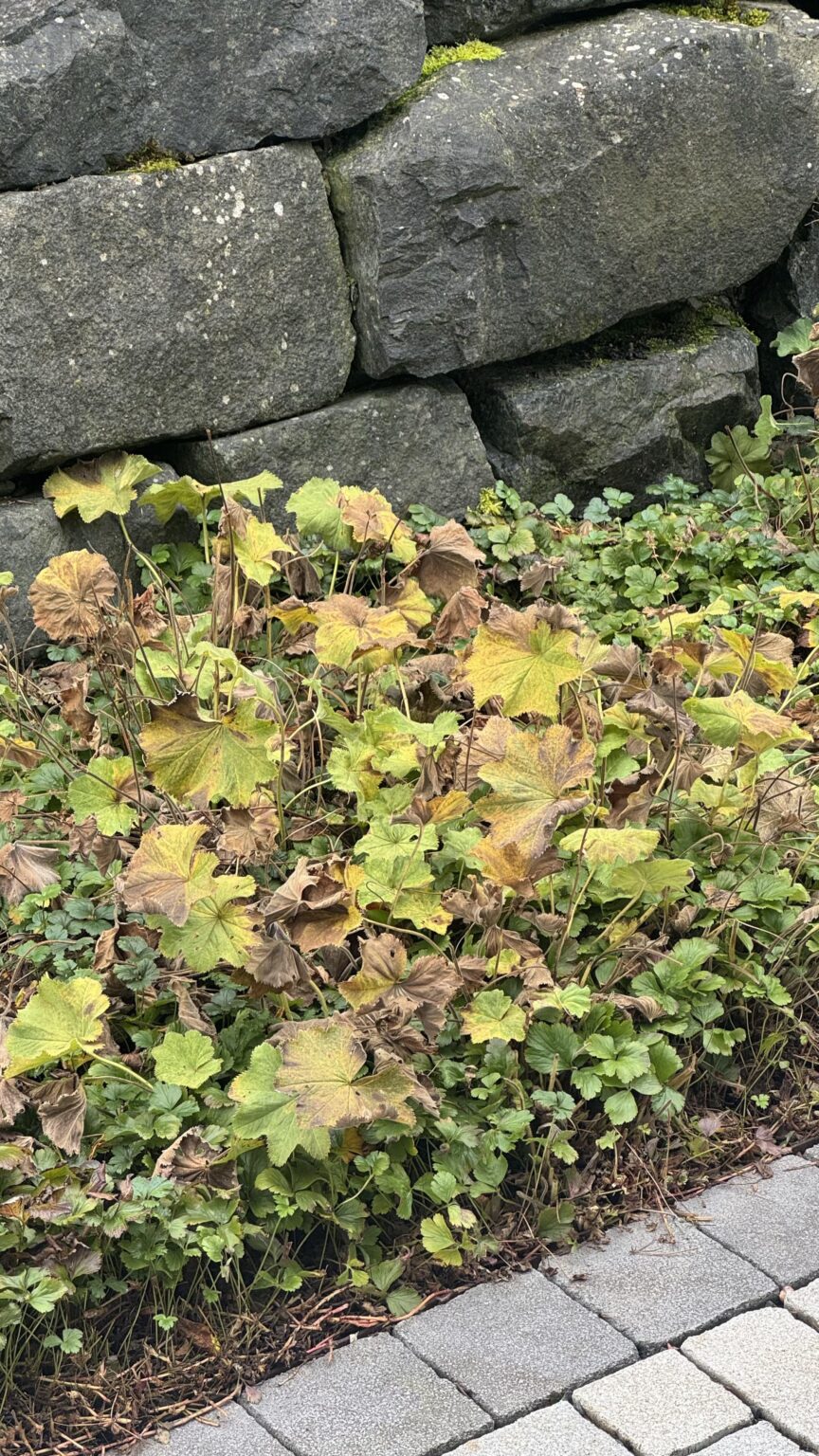 Was ist das für eine Pflanze? Was ist das für eine Pflanze?
