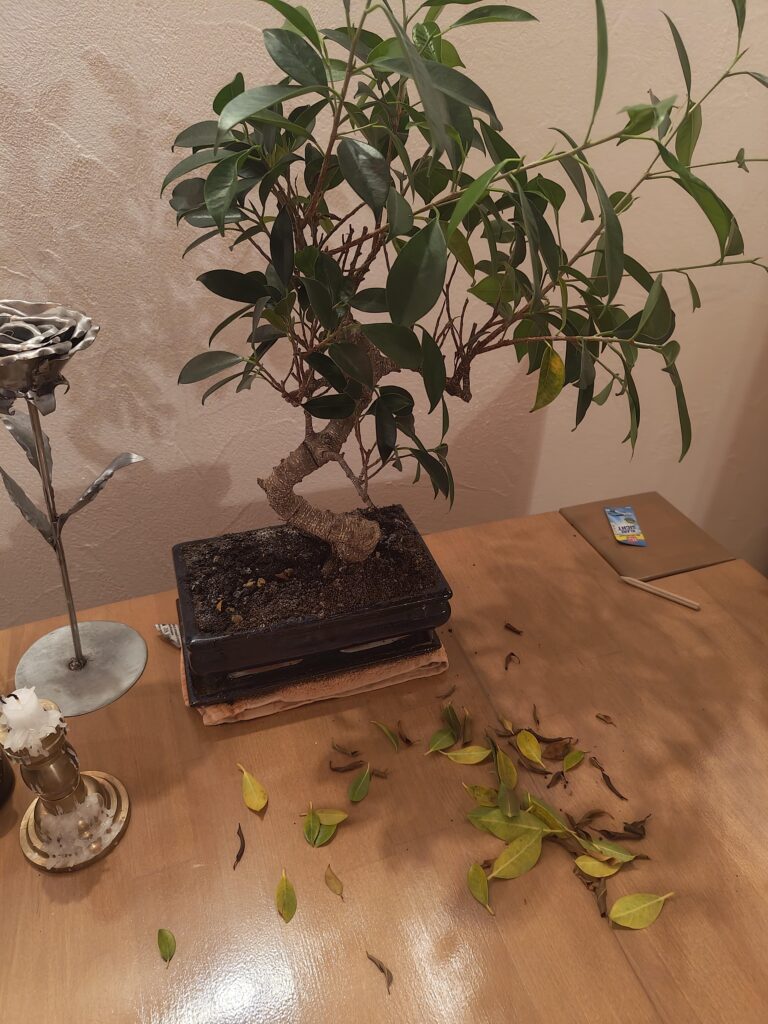 Bonsai