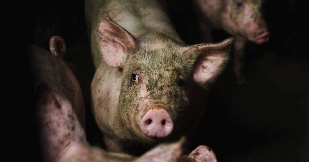 Schockierende Bilder zeigen Tierquälerei in schwedischen Schweinefabriken